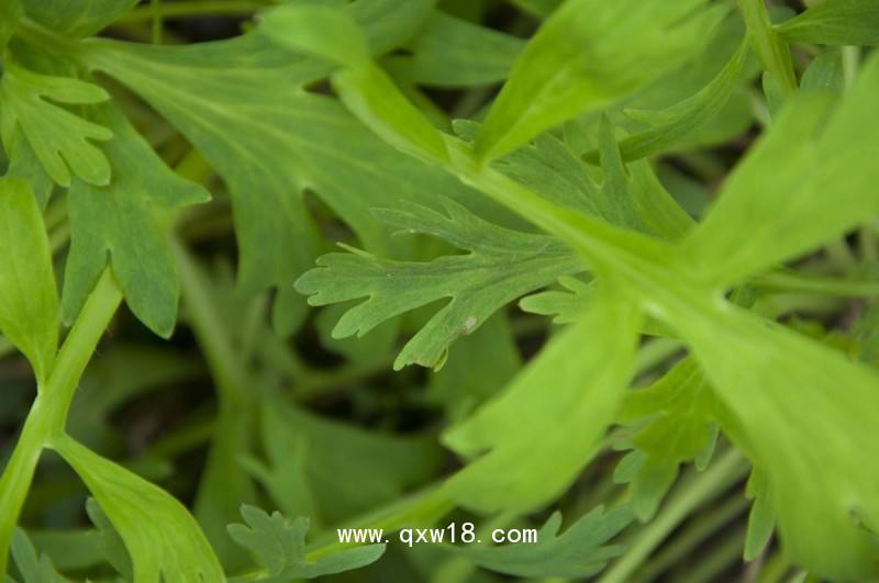 郭老道艾灸液 艾灸液加工廠家 呂易圣艾灸液