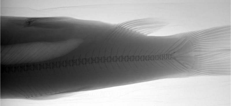 寵物X光機(jī)DR、寵物X光機(jī)豪華床