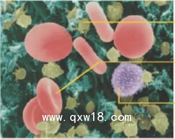 泰利信 半自動血小板聚集儀 AG400