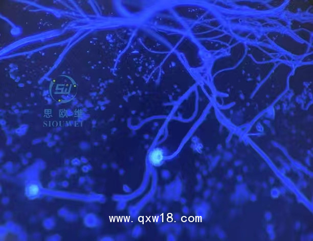 真菌D-葡聚糖檢測(cè)熒光增強(qiáng)液