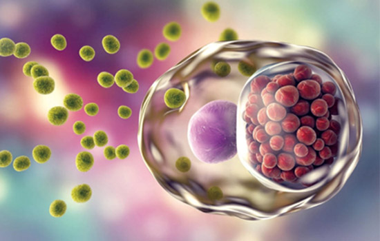 宮腔填塞吸附栓、陰道填塞吸附栓、陰道填塞止血吸附栓